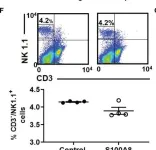 Fig.6.F showing Flow cytometry/Cell sorting from the publication: Intranasal Delivery of Recombinant S100A8 Protein Delays Lung Cancer Growth by Remodeling the Lung Immune Microenvironment.