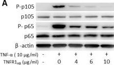 Fig.6.A showing Western Blotting in a Homo sapiens (Human) sample from the publication: A short-term treatment with tumor necrosis factor-alpha enhances stem cell phenotype of human dental pulp cells.
