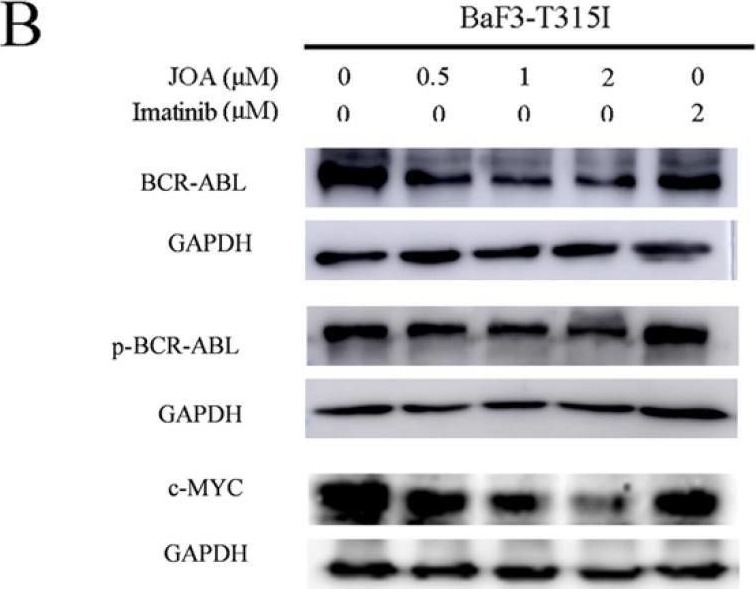Fig.7.B showing Western Blotting from the publication: Differentiation of imatinib -resistant chronic myeloid leukemia cells with BCR-ABL-T315I mutation induced by Jiyuan Oridonin A.