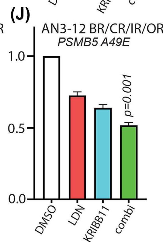 Fig.3.J from the publication: Dual inhibition of HSF1 and DYRK2 impedes cancer progression.