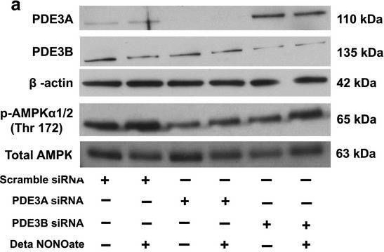 Fig.4.A showing Western Blotting from the publication: Nitric oxide activates AMPK by modulating PDE3A in human pulmonary artery smooth muscle cells.