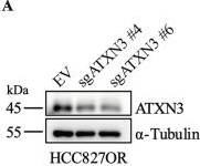 Fig.2.A showing Western Blotting in a Homo sapiens (Human) sample from the publication: TRMT1-mediated tRNA m22G modification drives Osimertinib resistance via the ATXN3/USP25 axis in lung adenocarcinoma.