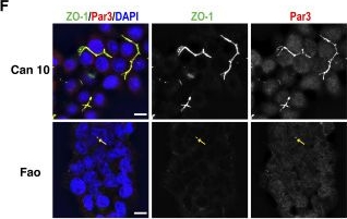 Fig.2.F showing Immunocytochemistry-immunofluorescence in a Mus musculus (House mouse) sample from the publication: E- and N-cadherin drive hepatic polarity and lumen elongation via opposing effects on RhoA activity.