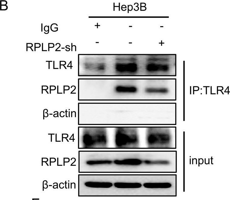 Fig.6.B showing Western Blotting from the publication: RPLP2 activates TLR4 in an autocrine manner and promotes HIF-1α-induced metabolic reprogramming in hepatocellular carcinoma.