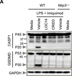 Fig.2.A showing Western Blotting in a Mus musculus (House mouse) sample from the publication: Pharmacological targeting of the NLRP3 LRR domain with isothiazolinones overcomes CRID3-resistant inflammation.