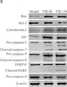 Fig.3.G showing Western Blotting in a Mus musculus (House mouse) sample from the publication: Induction of apoptosis and hypoxic stress in malignant melanoma cells via graphene-mediated far-infrared radiation.