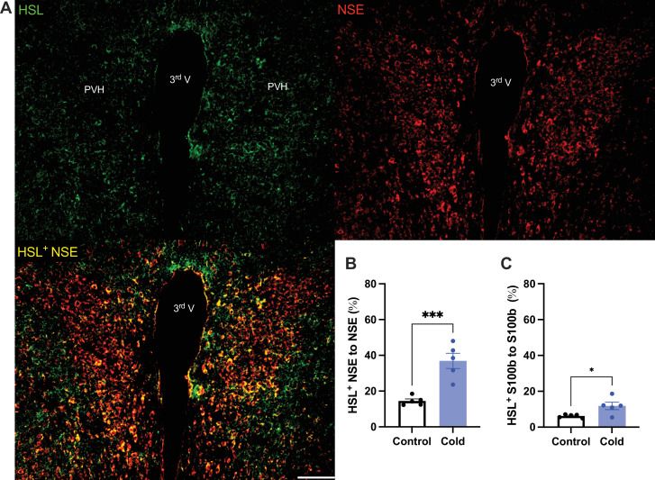 Fig.3.A showing Immunohistochemistry-immunofluorescence in a Mus musculus (House mouse) sample from the publication: Cold induces brain region-selective cell activity-dependent lipid metabolism.