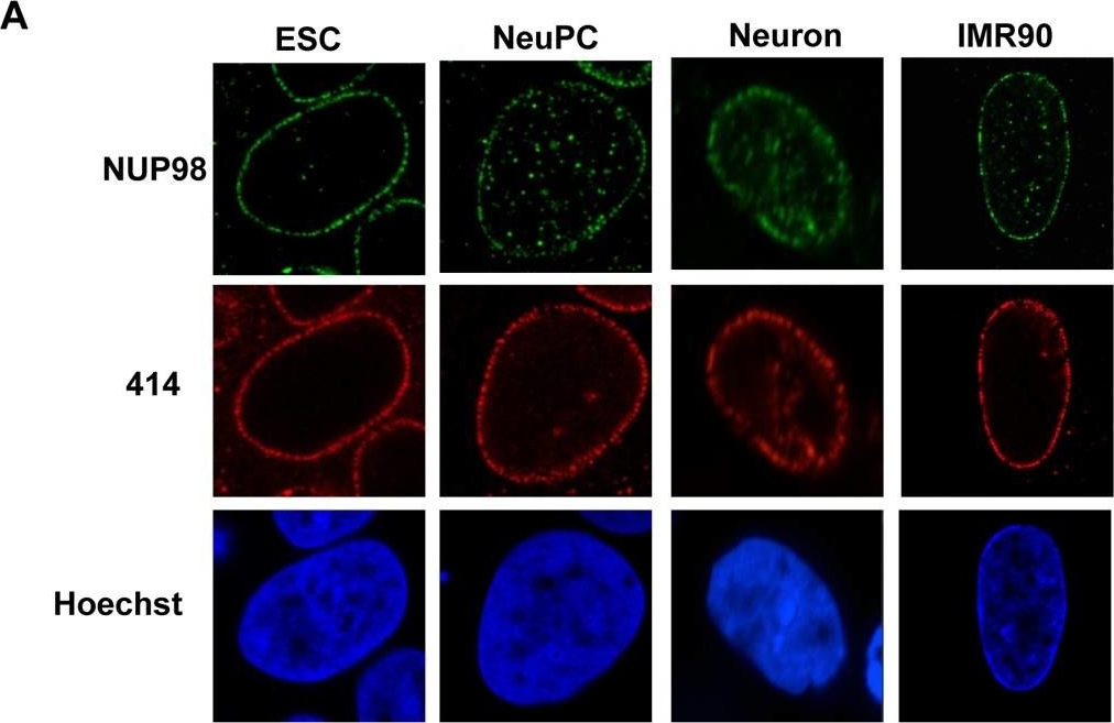Fig.1.A showing Immunocytochemistry in a Homo sapiens (Human) sample from the publication: Dynamic association of NUP98 with the human genome.