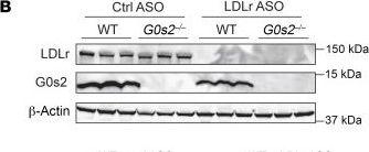 Fig.1.B showing Western Blotting in a Mus musculus (House mouse) sample from the publication: Absence of the intracellular lipolytic inhibitor G0S2 enhances intravascular triglyceride clearance and abolishes diet-induced hypertriglyceridemia.