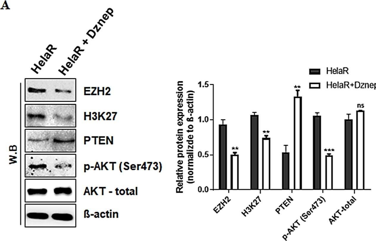 Fig.3.A showing Western Blotting from the publication: EZH2-Mediated PTEN Silencing Promotes AKT-Dependent Afatinib Resistance in Radiation-Resistant Cervical Cancer Cells.