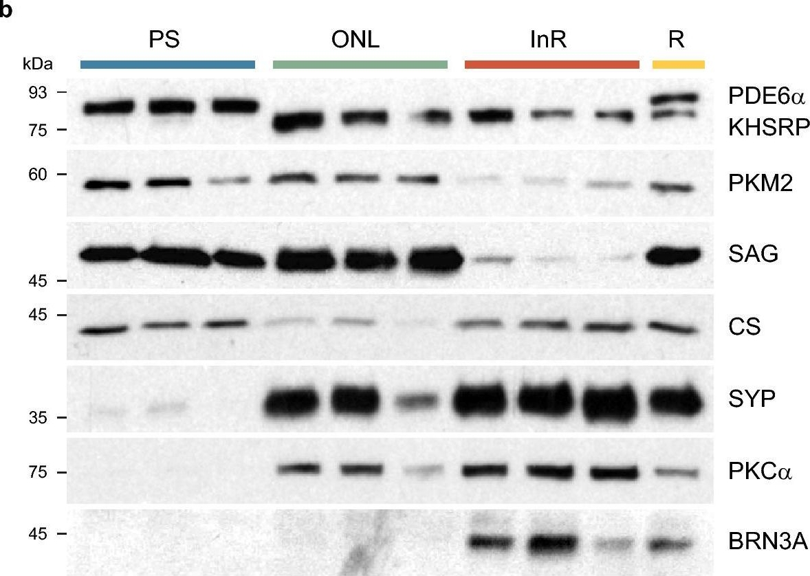 Fig.2.B showing Western Blotting in a Mus musculus (House mouse) sample from the publication: Retinal Layer Separation (ReLayS) method enables the molecular analysis of photoreceptor segments and cell bodies, as well as the inner retina.