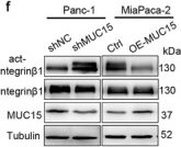 Fig.4.F showing Western Blotting from the publication: MUC15 Ectodomain Architecture Regulates Integrin Clustering to Control Cancer Metastasis.