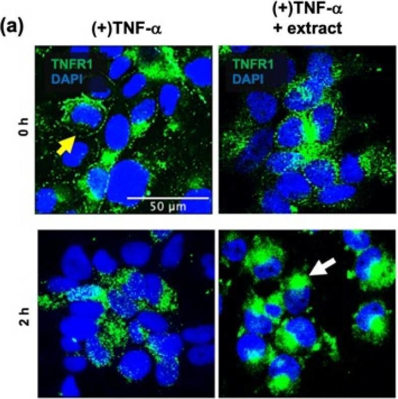 Fig.2.A showing Immunocytochemistry-immunofluorescence in a Homo sapiens (Human) sample from the publication: Macrocystis pyrifera Lipids Reduce Cytokine-Induced Pro-Inflammatory Signalling and Barrier Dysfunction in Human Keratinocyte Models.