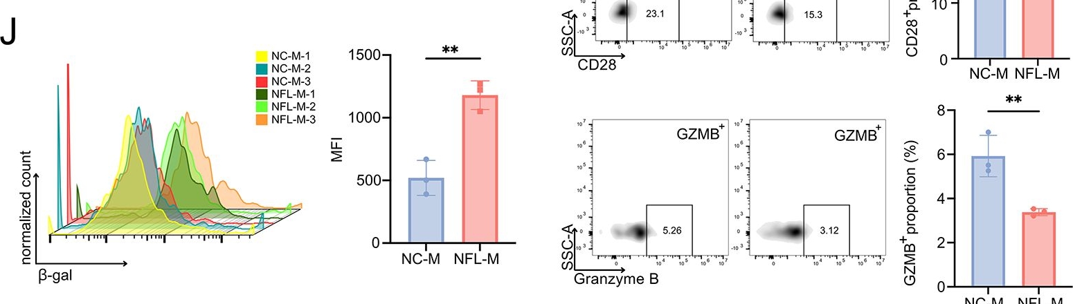 Fig.6.J showing Flow cytometry/Cell sorting from the publication: Peripheral nerve injury-induced remodeling of the tumor-associated macrophages promotes immune evasion in breast cancer.