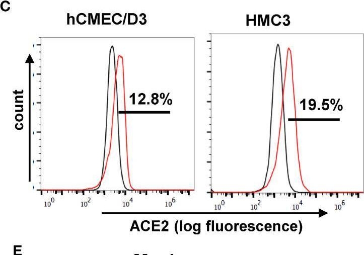 Fig.1.C showing Flow cytometry/Cell sorting in a Homo sapiens (Human) sample from the publication: Mast cell activation triggered by SARS-CoV-2 causes inflammation in brain microvascular endothelial cells and microglia.
