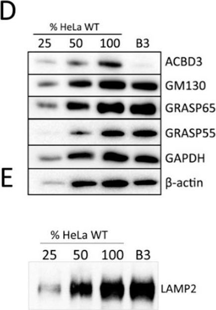 Fig.3.D showing Western Blotting in a Homo sapiens (Human) sample from the publication: Knock-Out of ACBD3 Leads to Dispersed Golgi Structure, but Unaffected Mitochondrial Functions in HEK293 and HeLa Cells.