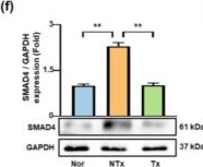 Fig.2.F showing Western Blotting from the publication: Placental Growth Factor Secreted from Placenta-Derived Mesenchymal Stem Cells Improves Ovarian Function in TAA-Injured Rats via Antioxidant Effects.