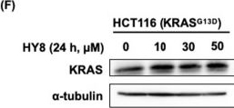 Fig.3.F showing Western Blotting in a Homo sapiens (Human) sample from the publication: Carborane Hydrophobic Tags Drive Selective Degradation of Endogenous KRASG12C via HSP70-Ubiquitin-Proteasome Pathway.