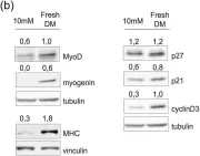 Fig.5.B showing Western Blotting in a Mus musculus (House mouse) sample from the publication: Regulation of myoblast differentiation by metabolic perturbations induced by metformin.