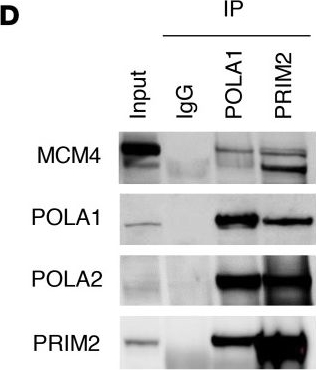 Fig.2.D showing Western Blotting from the publication: NK cell defects in X-linked pigmentary reticulate disorder.