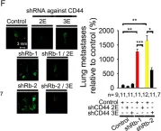 Fig.5.F showing Immunocytochemistry-immunofluorescence from the publication: Rb suppresses collective invasion, circulation and metastasis of breast cancer cells in CD44-dependent manner.