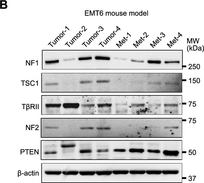 Fig.4.B showing Western Blotting in a Mus musculus (House mouse) sample from the publication: Loss of tumor suppressors promotes inflammatory tumor microenvironment and enhances LAG3+T cell mediated immune suppression.