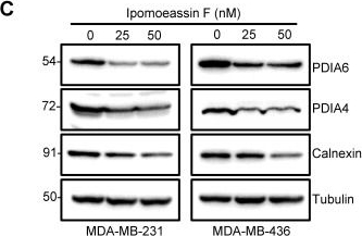 Fig.2.C showing Western Blotting in a Homo sapiens (Human) sample from the publication: ER translocon inhibitor ipomoeassin F inhibits triple-negative breast cancer growth via blocking ER molecular chaperones.
