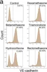 Fig.7.A showing Flow cytometry/Cell sorting in a Mus musculus (House mouse) sample from the publication: Cell Transitions Contribute to Glucocorticoid-Induced Bone Loss.