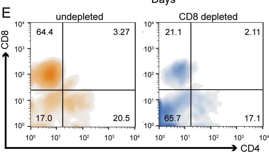 Fig.5.E showing Flow cytometry/Cell sorting from the publication: CD8+ T cells promote tubule-interstitial damage in malaria-induced acute kidney injury.