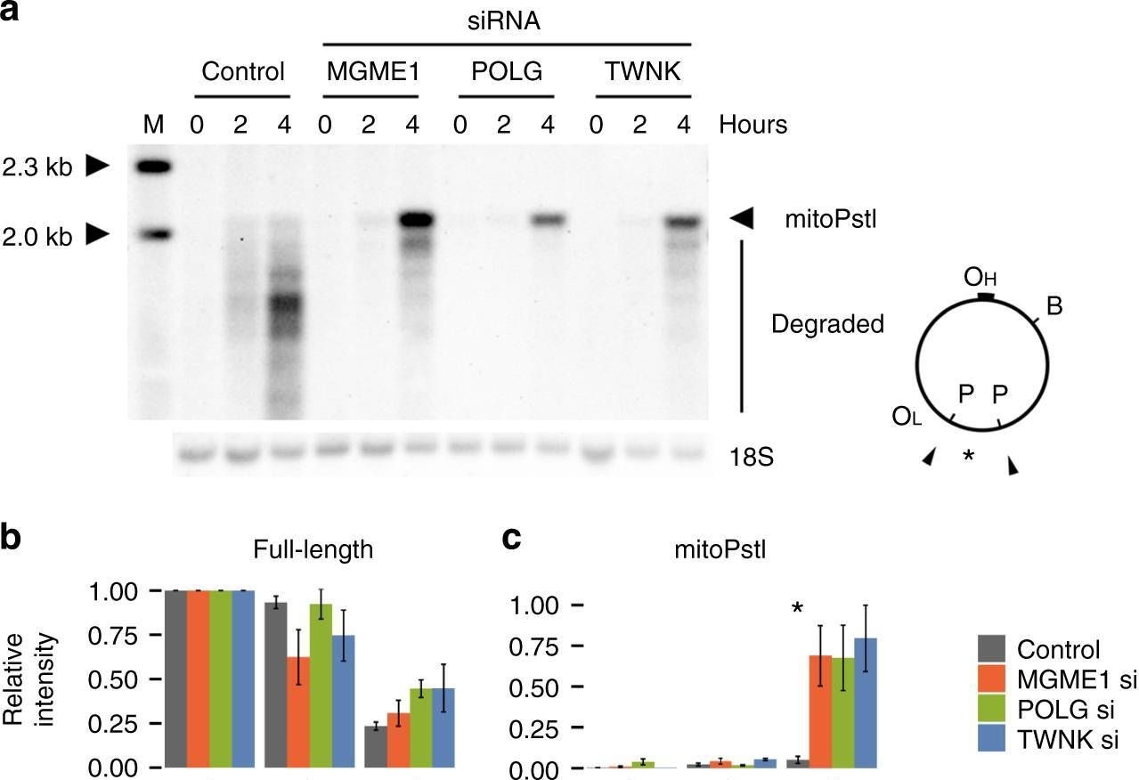 Fig.2.A showing Western Blotting in a Homo sapiens (Human) sample from the publication: Linear mitochondrial DNA is rapidly degraded by components of the replication machinery.