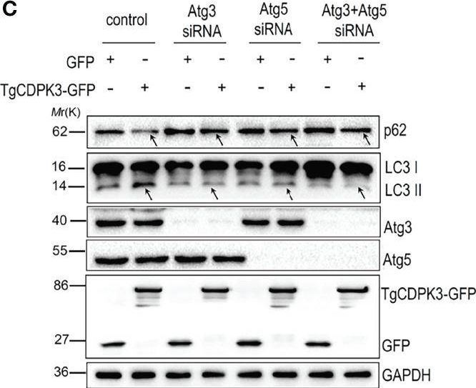 Fig.5.C showing Western Blotting from the publication: Toxoplasma gondii CDPK3 Controls the Intracellular Proliferation of Parasites in Macrophages.