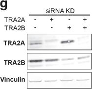 Fig.8.G showing Western Blotting from the publication: Collective homeostasis of condensation-prone proteins via their mRNAs.