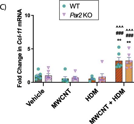 Fig.5.C from the publication: Role of the protease-activated receptor-2 (PAR2) in the exacerbation of house dust mite-induced murine allergic lung disease by multi-walled carbon nanotubes.