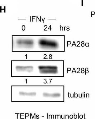 Fig.5.H showing Western Blotting in a Mus musculus (House mouse) sample from the publication: An NFκB Activity Calculator to Delineate Signaling Crosstalk: Type I and II Interferons Enhance NFκB via Distinct Mechanisms.