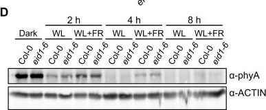 Fig.1.D showing Western Blotting in an Arabidopsis thaliana (Thale cress) sample from the publication: EID1 promotes the response to canopy shade in Arabidopsis thaliana by repressing the action of phytochrome A.