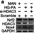 Fig.5.A showing Western Blotting from the publication: Histone deacetylase 3 inhibition alleviates type 2 diabetes mellitus-induced endothelial dysfunction via Nrf2.