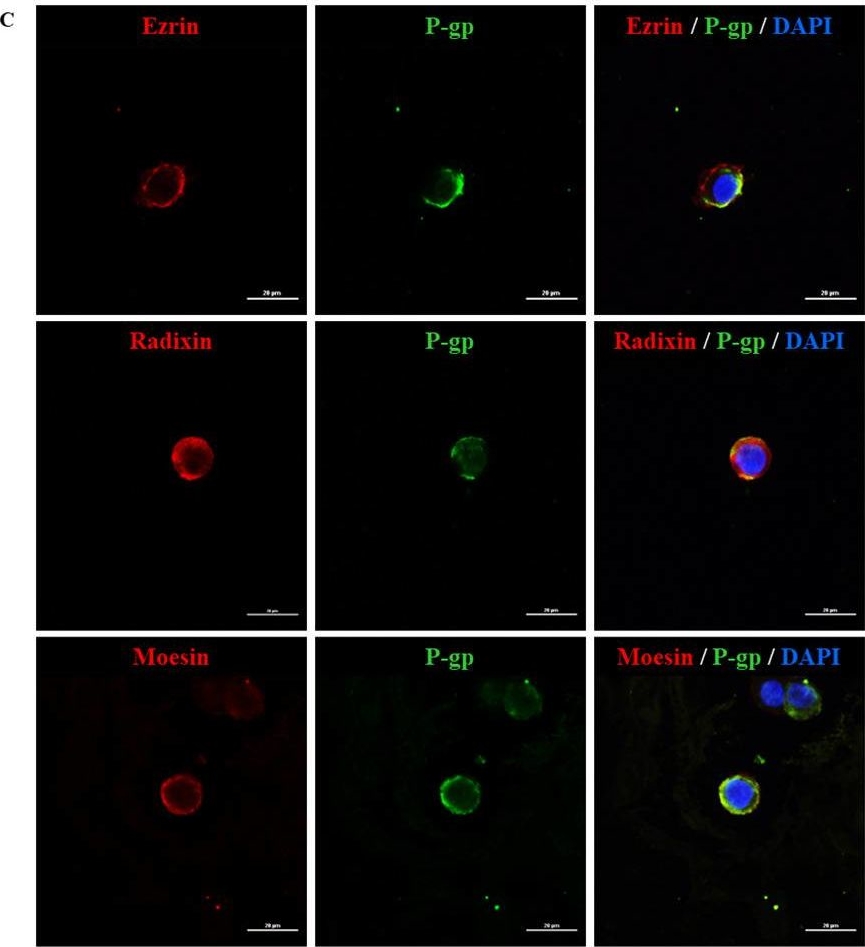P08183 antibodies Antibody search engine CiteAb
