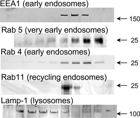 Fig.4.A showing Western Blotting in a Mus musculus (House mouse) sample from the publication: Morphine induces endocytosis of neuronal mu-opioid receptors through the sustained transfer of Galpha subunits to RGSZ2 proteins.