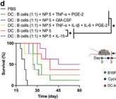 Fig.5.D from the publication: Redefining Dendritic Cell Vaccines: Synergistically Co-priming DC and B Cells With Nanoparticles Loading Whole Cell Antigens Maximizes the Efficacy of DC Vaccines.