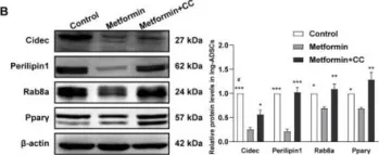 Fig.6.B showing Western Blotting in a Rattus norvegicus (Rat) sample from the publication: Metformin Inhibits Lipid Droplets Fusion and Growth via Reduction in Cidec and Its Regulatory Factors in Rat Adipose-Derived Stem Cells.