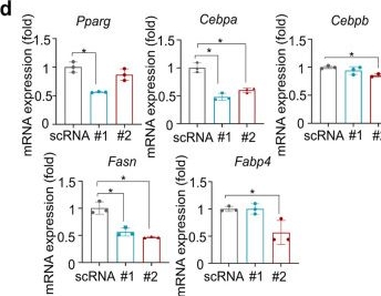 Fig.3.D from the publication: Pharmacological inhibition of Ubiquitin-Specific Peptidase 10 (USP10) with spautin-1 attenuates adipogenesis through CCAAT/Enhancer-Binding Protein Beta (C/EBPβ) destabilization.