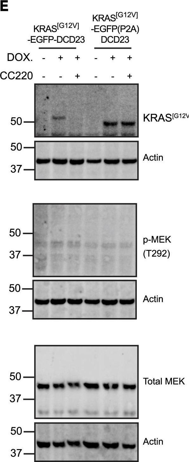 Fig.2.E showing Western Blotting from the publication: iTAG an optimized IMiD-induced degron for targeted protein degradation in human and murine cells.