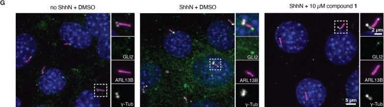 Fig.2.G showing Immunocytochemistry-immunofluorescence in a Mus musculus (House mouse) sample from the publication: Evaluation of Benzo[cd]indol-2(1H)-ones as Downstream Hedgehog Pathway Inhibitors.