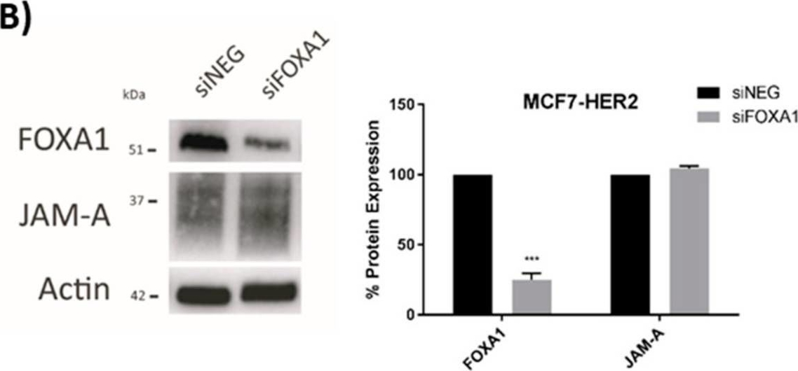 Fig.6.B showing Western Blotting in a Homo sapiens (Human) sample from the publication: A Transcriptional Link between HER2, JAM-A and FOXA1 in Breast Cancer.