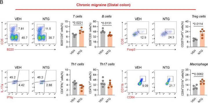 Fig.5.B showing Flow cytometry/Cell sorting in a Mus musculus (House mouse) sample from the publication: Distinct Gut-Brain Axis Dysregulation in Episodic Versus Chronic Migraine: Insights from NTG-Induced Mouse Models.