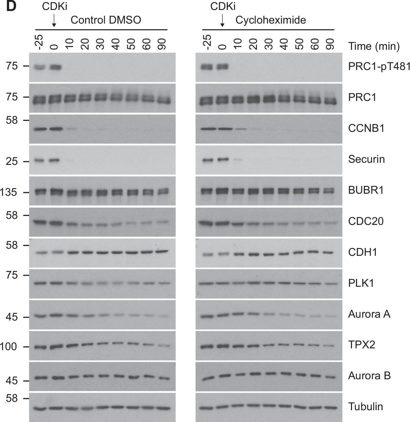 Fig.4.D showing Western Blotting in a Homo sapiens (Human) sample from the publication: Ordered dephosphorylation initiated by the selective proteolysis of cyclin B drives mitotic exit.