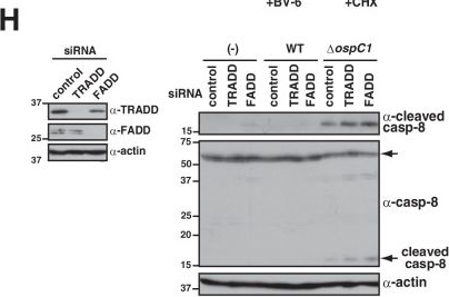 Fig.1.H showing Western Blotting from the publication: Shigella type-III secretion system effectors counteract the induction of host inflammation and cell death.
