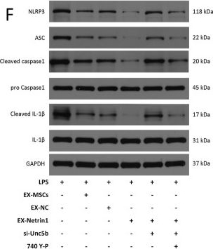 Fig.5.F showing Western Blotting from the publication: Engineered exosomes enriched in netrin-1 modRNA promote axonal growth in spinal cord injury by attenuating inflammation and pyroptosis.