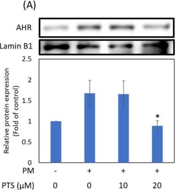Fig.3.A showing Western Blotting from the publication: Pterostilbene Attenuates Particulate Matter-Induced Oxidative Stress, Inflammation and Aging in Keratinocytes.
