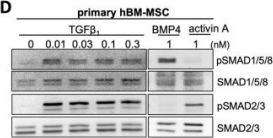 Phospho-SMAD1 (Ser463/465)/ SMAD5 (Ser463/465)/ SMAD9